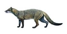 Hesperocyon.jpg
