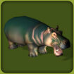 Common Hippopotamus