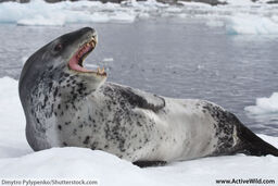 Leopard Seal.jpg