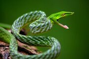 Long-nosed whip snake.jpg