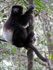 Milne-Edwards sifaka Ranomafana 48.jpg