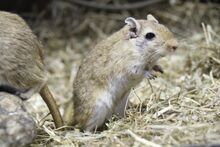 Mongolische-rennmaus-meriones-unguiculatus-tierpark-9337.jpg