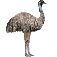 NR1 Emu