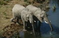 Namibia-two-african-bush-elephants-drinking-water-from-river-elevated-view 1901574.jpg (321 KB)