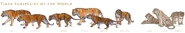 Tiger Subspecies by tardiscat.jpg (146 KB)