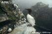 Common Guillemot