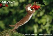 Weasel-on-hind-legs-eating-berries