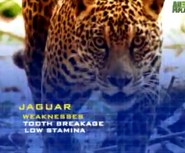 Brazilian Jaguar (Panthera onca onca)