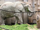 African Bush Elephant