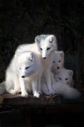 Arctic Foxes