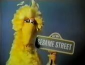 BigBird0158.jpg