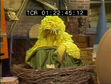 Big Bird takes a post-lunch nap