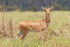 Bohor Reedbuck as Mercuriceratops