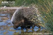 Cape Porcupine as Sauropelta