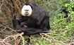 White-Faced Saki