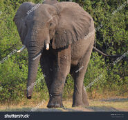 East African Bush Elephant in Tanzania