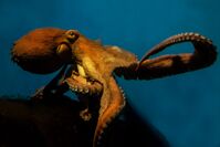 Giant pacific octopus.jpg