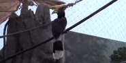 Jacksonville Zoo Hornbill