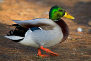 Mallard (Anas platyrhynchos)