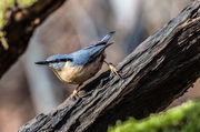 Nuthatch, Eurasian.jpg