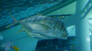 Golden Trevally