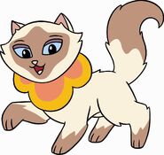 Domestic Cat/Siamese Cat