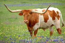 Treats for Texas Longhorns.jpg