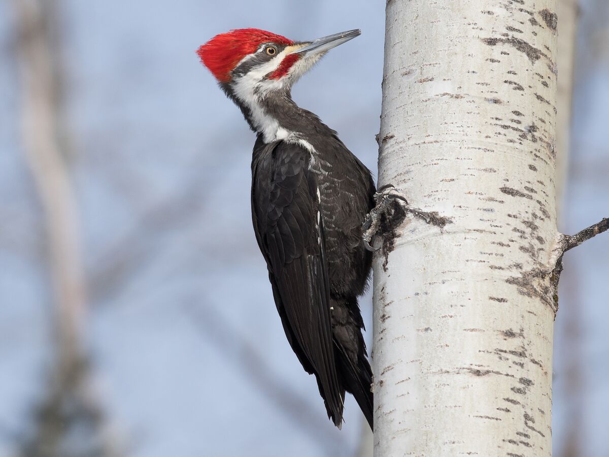 pileated woodpecker wings