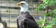 Zoo Anlanta Eagle.png (2.06 MB) Bald Eagle