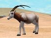 Scimitar-Horned Oryx