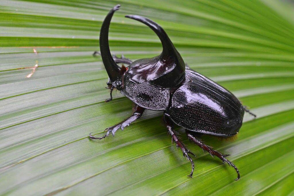 Rhinoceros Beetle | The Parody Wiki | Fandom
