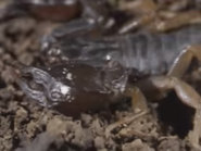 Amazing-animals-activity-center-scorpion