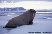 Pacific Walrus as Meatbalrus