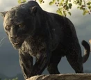 Bagheera Mowgli 2018.jpg (17 KB)