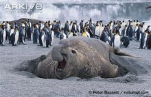 Bull-southern-elephant-seal-on-beach-penguins-in-back-ground.jpg