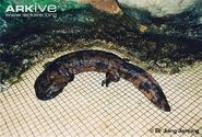 Chinese-giant-salamander