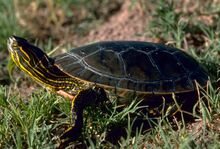 Chrysemys picta.jpg