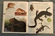 DK Encyclopedia Of Animals (142)