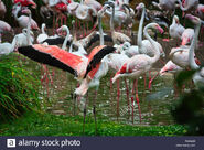 Greater flamingo flock