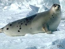 Harp seal (adult).jpg