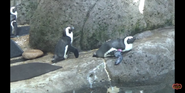 Knoxville Zoo Penguins