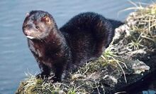 Mink2.jpg