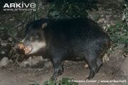 Peccary, white-lipped.jpg