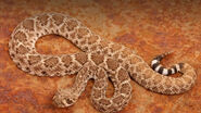 Rattlesnake, Western Diamondback