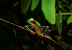 Red-Eyed Tree Frog