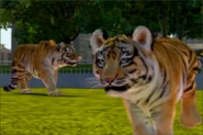Siberian-tiger-ztuac.png (191 KB)