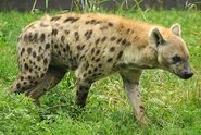 Spotted Hyena