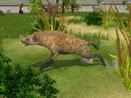 Spotted Hyena