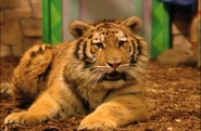 Zoboomafoo Siberian Tiger.png (1.64 MB) Zoboomafoo (1999-2001)