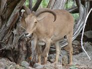 Aoudad as Pachyrhinosaurus